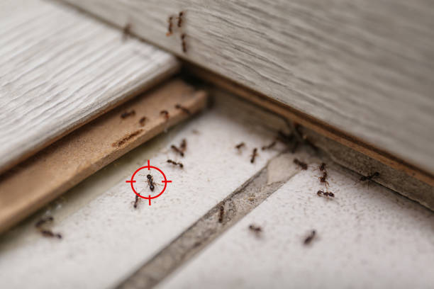 Best Wildlife Control Services  in Madill, OK